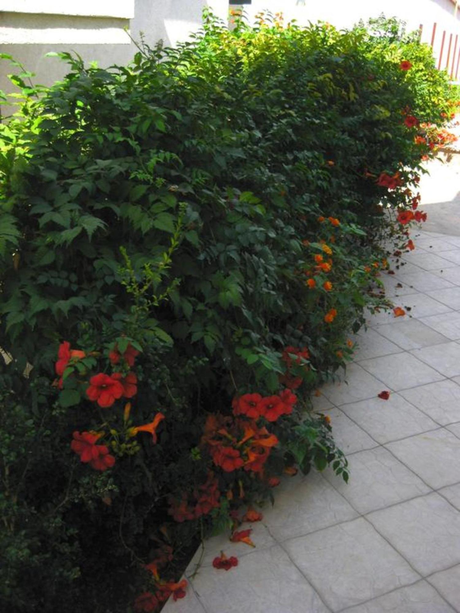 Villa Alba Apartments Dobra Voda Luaran gambar